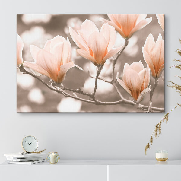 Kwitnące kwiaty magnolii wiosną Obraz Kwitnące kwiaty magnolii wiosną