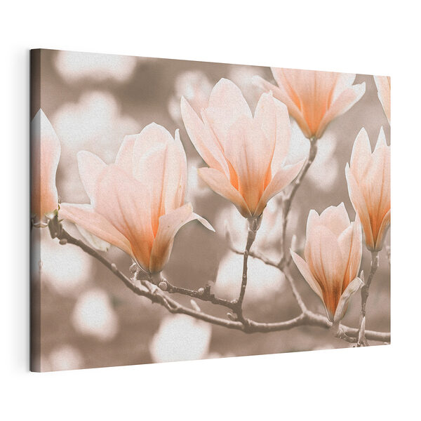 Kwitnące kwiaty magnolii wiosną Wydruk na płótnie Kwitnące kwiaty magnolii wiosną